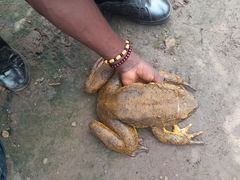 Conraua goliath