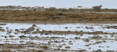 Charadrius leschenaultii