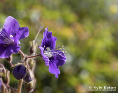 Phacelia parryi