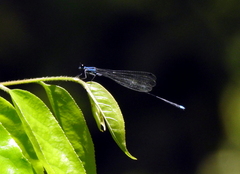 Prodasineura laidlawii