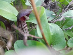 Arisarum simorrhinum