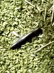 Ommatoiulus sabulosus