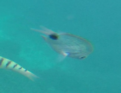 Abudefduf sparoides
