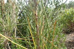 Anginon difforme