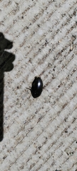 Chrysolina haemoptera
