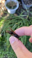Polistes jokahamae