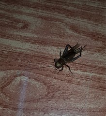 Teleogryllus derelictus