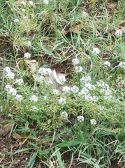 Lobularia