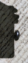 Chrysolina haemoptera
