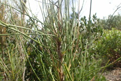 Anginon difforme