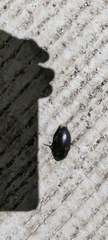 Chrysolina haemoptera
