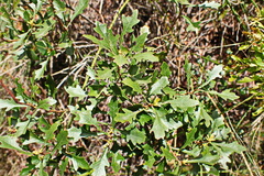 Morella quercifolia