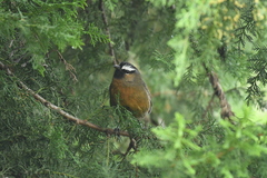 Montecincla cachinnans