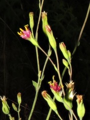 Lopholaena segmentata