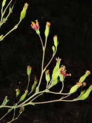 Lopholaena segmentata