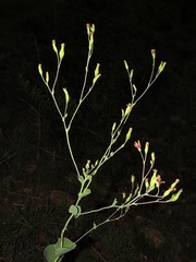 Lopholaena segmentata