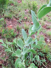 Lopholaena segmentata