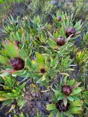 Leucadendron sessile