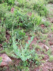 Lopholaena segmentata