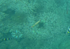 Thalassoma hebraicum