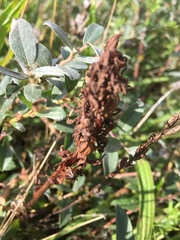 Dactylorhiza maculata