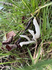 Clavaria fragilis