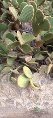Opuntia microdasys