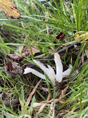 Clavaria fragilis