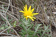 Berkheya coriacea