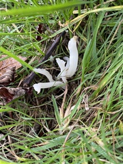 Clavaria fragilis