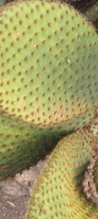 Opuntia microdasys