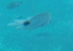 Abudefduf sparoides
