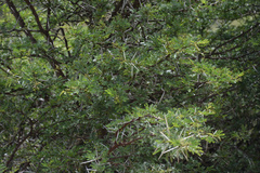 Vachellia karroo