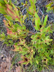 Leucadendron sessile
