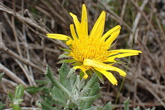 Berkheya coriacea
