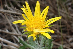 Berkheya coriacea