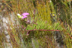 Polygala peduncularis