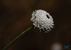 Eriocaulon