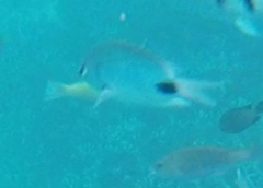 Abudefduf sparoides