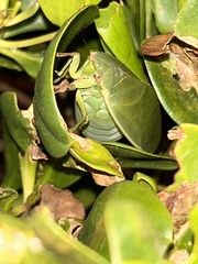 Cystosoma saundersii