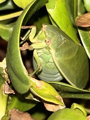Cystosoma saundersii