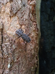 Cucujiformia