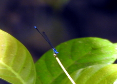 Prodasineura laidlawii