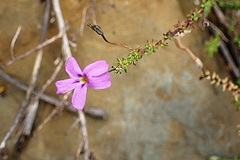 Jamesbrittenia microphylla