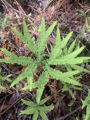 Gleicheniaceae