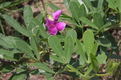 Sphenostylis marginata