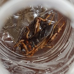 Tarbinskiellus portentosus