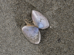 Crassula aequilatera