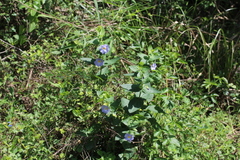 Thunbergia natalensis