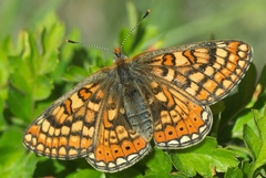 Euphydryas aurinia